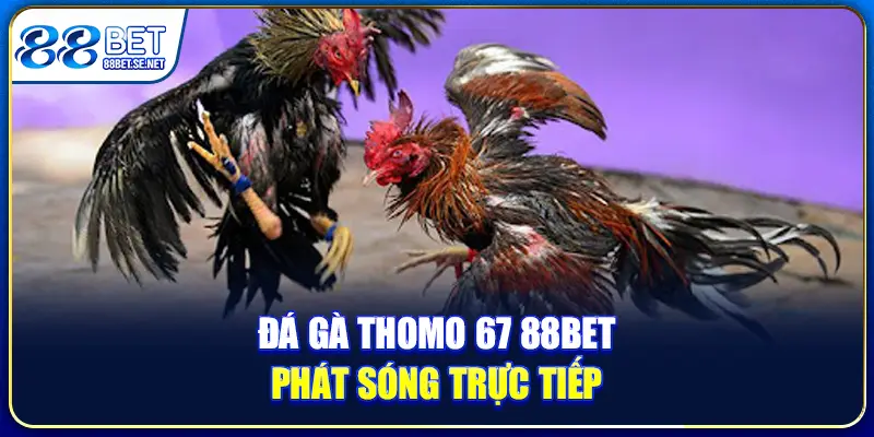 Đá gà Thomo 67 88bet phát sóng trực tiếp