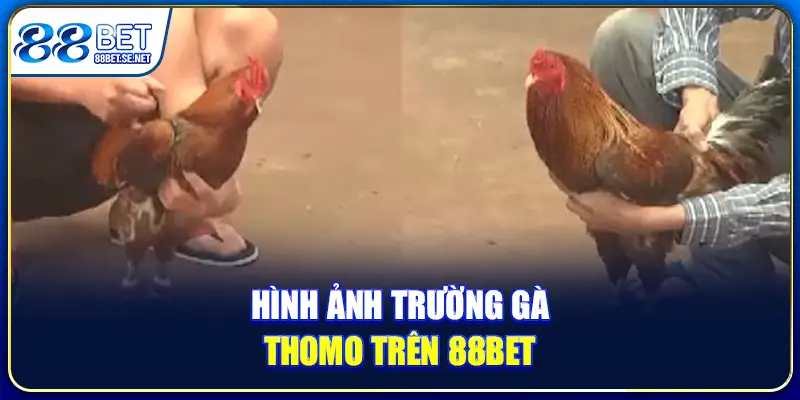 Hình ảnh trường gà Thomo trên 88BET