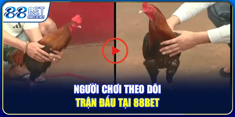Người chơi theo dõi trận đấu tại 88BET