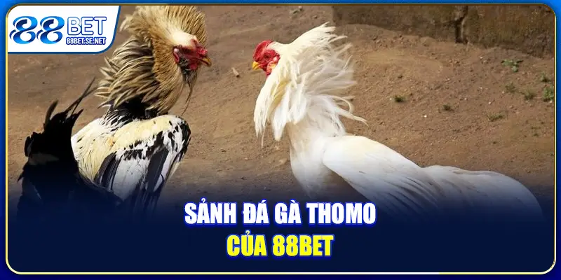 Đá Gà Thomo 67 88BET - Trải Nghiệm Cá Cược Đỉnh Cao